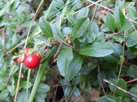 Vaccinium vitis-idaea 32, Rode bosbes, Saxifraga-Rutger Barendse
