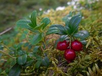 Vaccinium vitis-idaea 37, Rode bosbes, Saxifraga-Ed Stikvoort