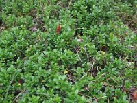 Vaccinium vitis-idaea 47, Rode bosbes, Saxifraga-Rutger Barendse