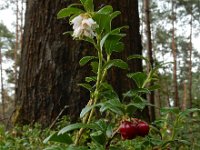 Vaccinium vitis-idaea 55, Rode bosbes, Saxifraga-Ed Stikvoort