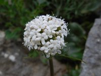 Valeriana asarifolia 10, Saxifraga-Ed Stikvoort