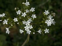 Valeriana asarifolia 3, Saxifraga-Jan van der Straaten