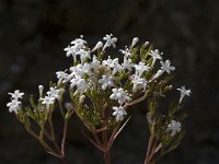 Valeriana asarifolia 7, Saxifraga-Willem van Kruijsbergen