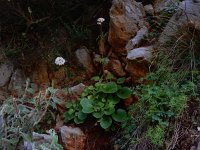 Valeriana asarifolia 8, Saxifraga-Peter Meininger