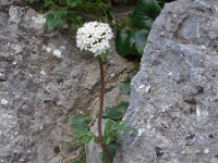 Valeriana asarifolia 9, Saxifraga-Ed Stikvoort