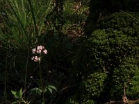 Valeriana dioica 19, Kleine valeriaan, Saxifraga-Hans Boll