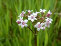 Valeriana dioica 38, Kleine valeriaan, Saxifraga-Ed Stikvoort : Col de la Loge en Sagne Bourrue en La Pigne s9900