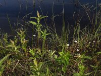 Valeriana dioica 40, Kleine valeriaan, Saxifraga-Ed Stikvoort : Breskens