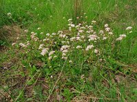Valeriana dioica 42, Kleine valeriaan, Saxifraga-Hans Grotenhuis