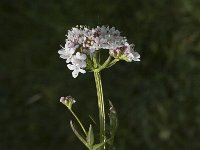 Valeriana dioica 7, Kleine valeriaan, Saxifraga-Jan van der Straaten