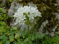 Valeriana italica 3, Saxifraga-Ed Stikvoort : Melissani grot Drakopoulata - Sami Kefalonia s9900