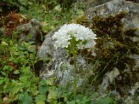 Valeriana italica 4, Saxifraga-Ed Stikvoort : Melissani grot Drakopoulata - Sami Kefalonia s9900