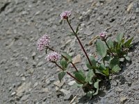 Valeriana montana 11, Saxifraga-Willem van Kruijsbergen