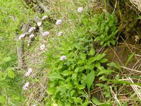 Valeriana montana 18, Saxifraga-Rutger Barendse