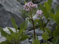 Valeriana montana 2, Saxifraga-Willem van Kruijsbergen