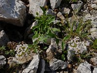 Valeriana montana 20, Saxifraga-Ed Stikvoort