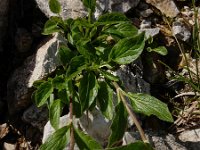 Valeriana montana 22, Saxifraga-Ed Stikvoort