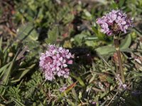 Valeriana montana 27, Saxifraga-Willem van Kruijsbergen