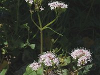 Valeriana montana 6, Saxifraga-Marijke Verhagen