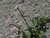 Valeriana montana 7, Saxifraga-Willem van Kruijsbergen