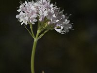 Valeriana montana 1, Saxifraga-Jan van der Straaten