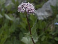 Valeriana montana 12, Saxifraga-Willem van Kruijsbergen