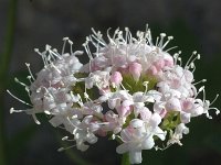 Valeriana montana 4, Saxifraga-Jan van der Straaten