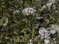 Valeriana montana 5, Saxifraga-Jan van der Straaten