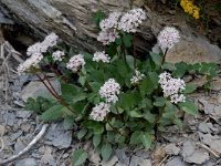 Valeriana montana 8, Saxifraga-Willem van Kruijsbergen