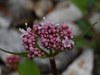 Valeriana montana 10, Saxifraga-Willem van Kruijsbergen