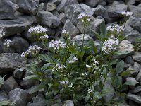 Valeriana montana 13, Saxifraga-Willem van Kruijsbergen