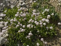 Valeriana montana 14, Saxifraga-Willem van Kruijsbergen