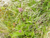 Valeriana montana 15, Saxifraga-Rutger Barendse