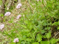 Valeriana montana 16, Saxifraga-Rutger Barendse