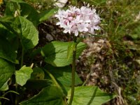 Valeriana montana 19, Saxifraga-Ed Stikvoort