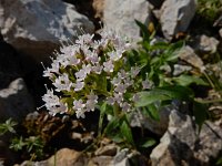 Valeriana montana 21, Saxifraga-Ed Stikvoort