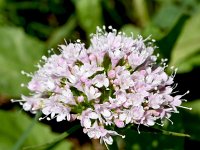 Valeriana montana 25, Saxifraga-Sonja Bouwman  Mountain valerian - Valeriana montana - Caprifoliaceae familie; Alp Trider (Zw)