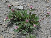 Valeriana montana 3, Saxifraga-Willem van Kruijsbergen