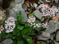 Valeriana montana 9, Saxifraga-Willem van Kruijsbergen