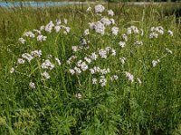 Valeriana officinalis 31, Echte valeriaan, Saxifraga-Ed Stikvoort