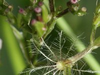 Valeriana officinalis 8, Grote valeriaan, Saxifraga-Rutger Barendse