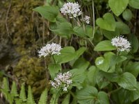 Valeriana pyrenaica 10, Saxifraga-Willem van Kruijsbergen