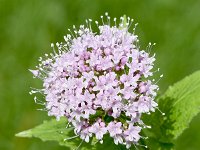 Valeriana pyrenaica 3, Saxifraga-Sonja Bouwman  Pyrenean valerian - Valeriana pyrenaica - Caprifoliaceae familie