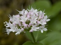 Valeriana pyrenaica 4, Saxifraga-Willem van Kruijsbergen