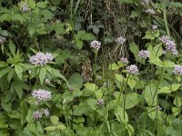 Valeriana pyrenaica 5, Saxifraga-Willem van Kruijsbergen