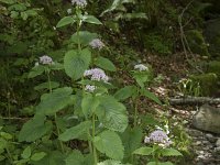 Valeriana pyrenaica 6, Saxifraga-Willem van Kruijsbergen