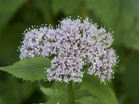 Valeriana pyrenaica 7, Saxifraga-Willem van Kruijsbergen