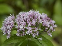 Valeriana pyrenaica 8, Saxifraga-Willem van Kruijsbergen