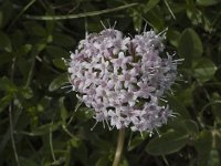 Valeriana rotundifolia 2, Saxifraga-Jan van der Straaten