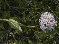 Valeriana rotundifolia 4, Saxifraga-Jan van der Straaten